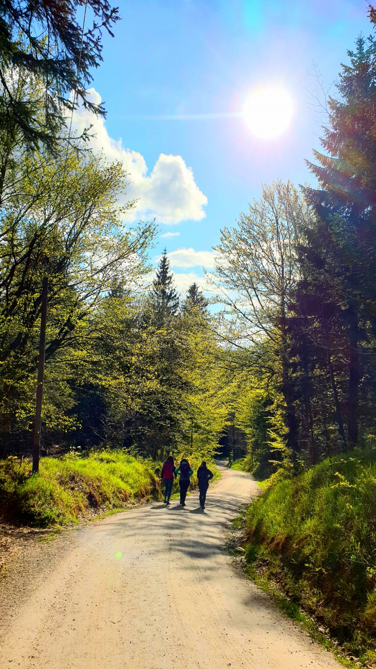 Foto: Martin Zehrer - Der Wander-Weg hoch zum Seehaus... Durch den Wald im Fichtelgebirge - wunderschön! 