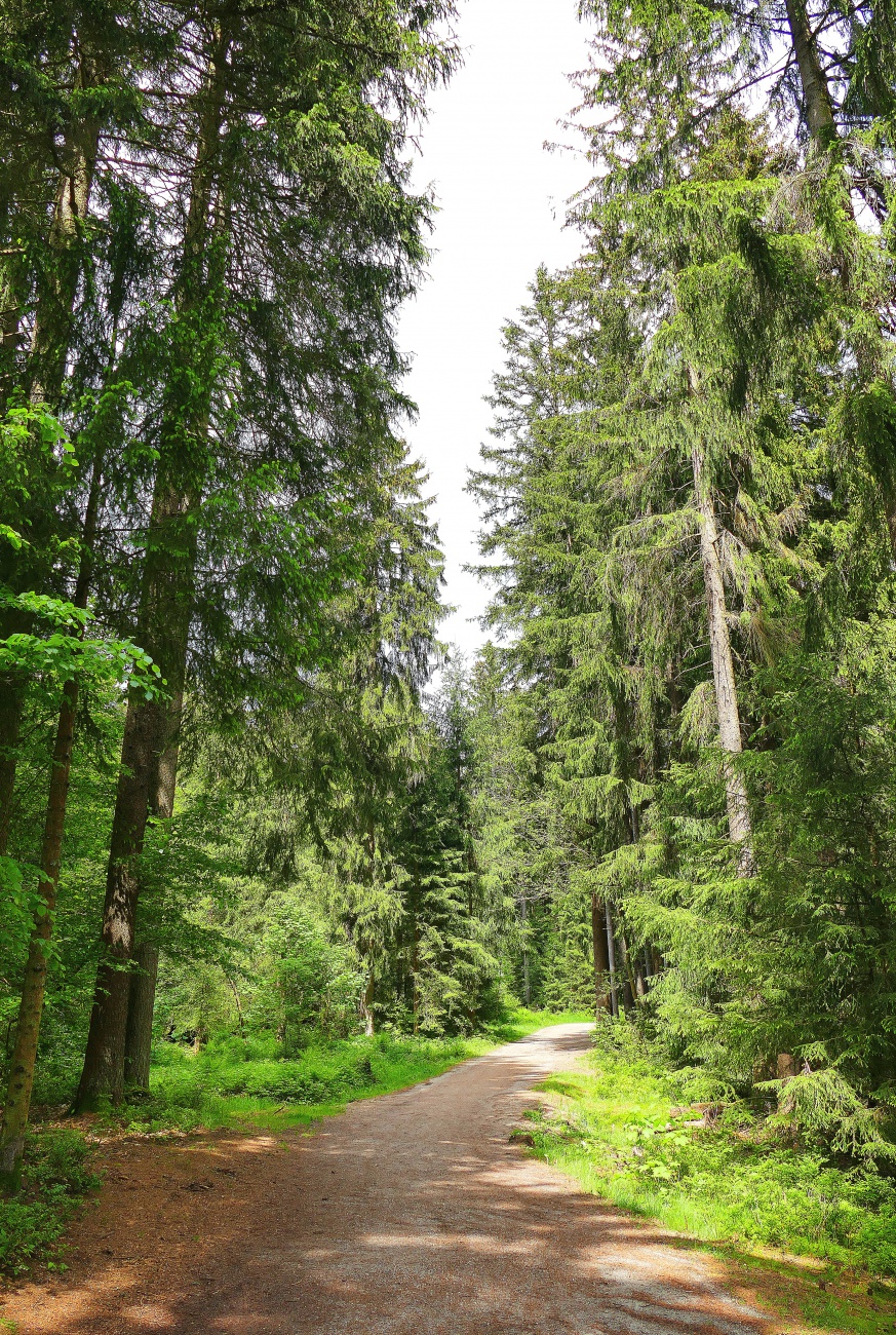 Foto: Martin Zehrer - Wandern um den Fichtelsee, herrliche Natur! 