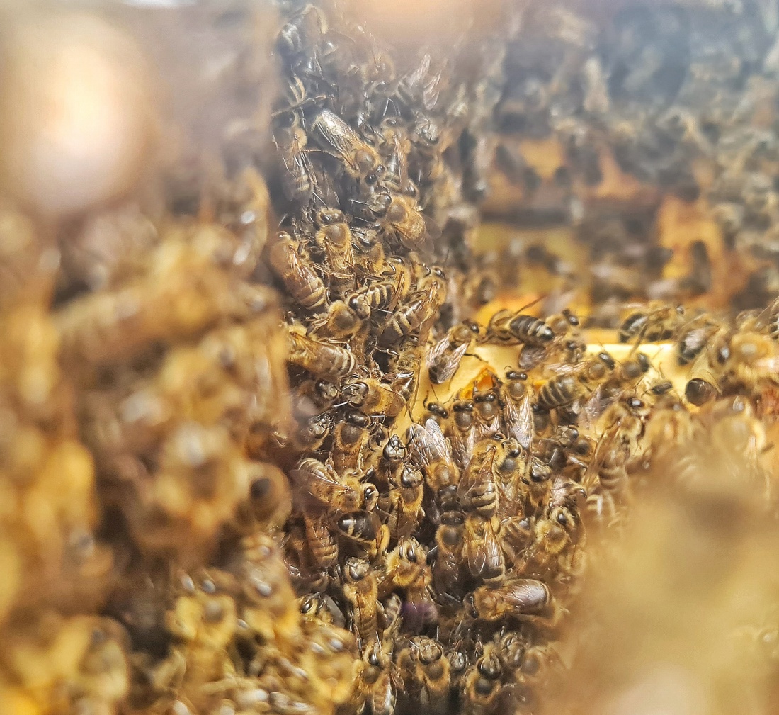 Foto: Jennifer Müller - Der direkte Blick in einen Bienenstock. Mega interessant! Das und vieles mehr kann man bestaunen im Wildgehege in Mehlmeisel. 