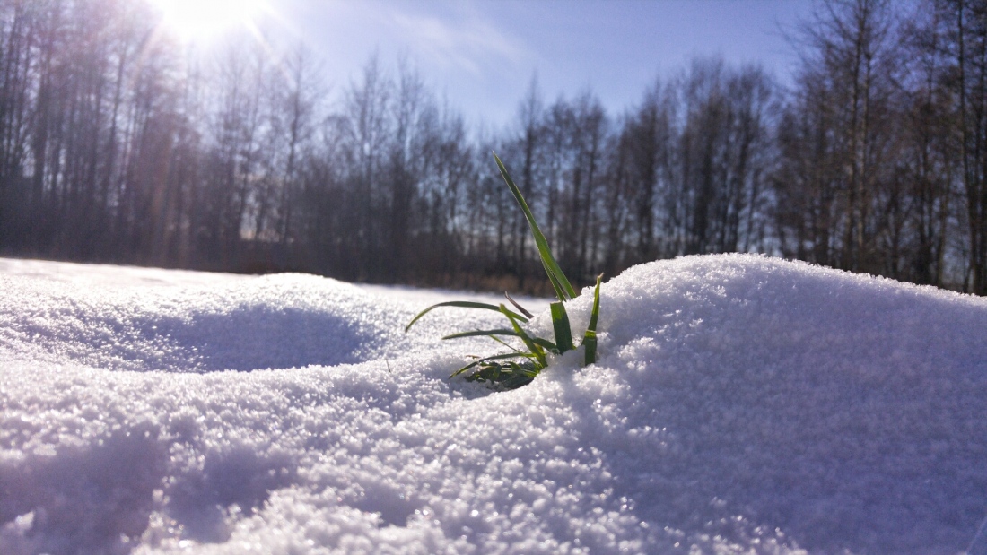 Foto: Martin Zehrer - Durchhalten - Ein bisschen Gras... ;-)<br />
<br />
Am kulmainer Stausee... Die vergangene Nacht hatte es ca. minus 8 Grad, das Wetter heute ist gigantisch. <br />
Wer hier her kommt, e 