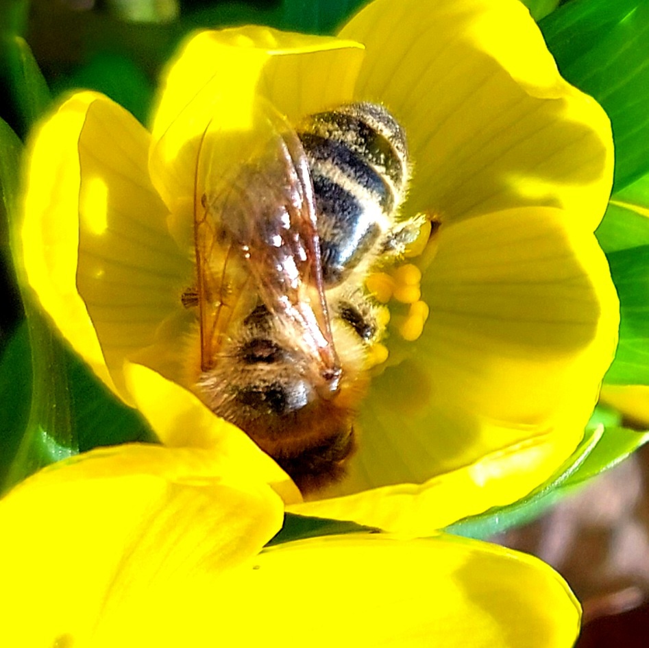 Foto: Martin Zehrer - Biene bei der Arbeit...<br />
<br />
14. Februar 2023 - Was für ein warmer Februar-Tag...<br />
<br />
+14 Grad 