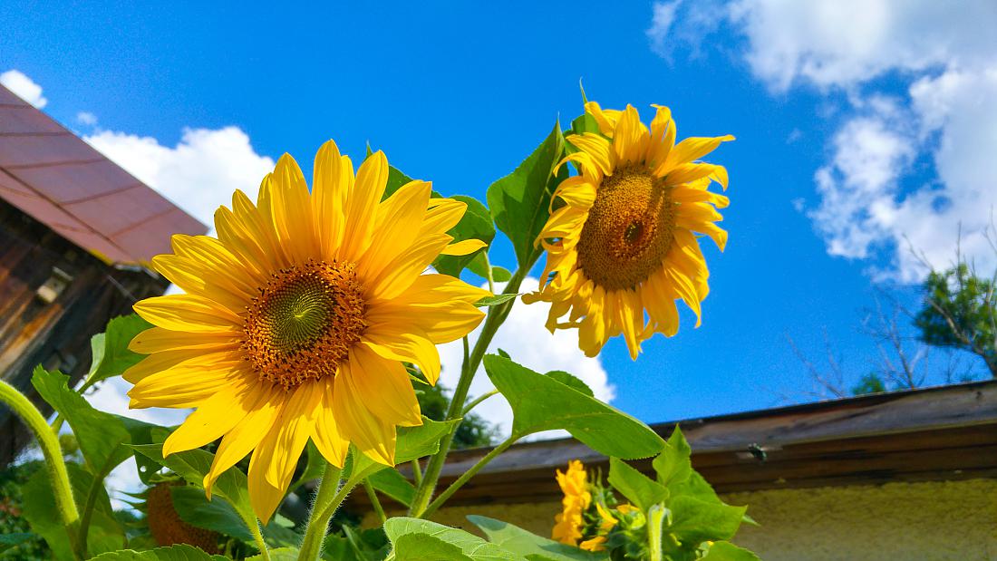 Foto: Martin Zehrer - Da lacht die Sonnenblume ;-) 