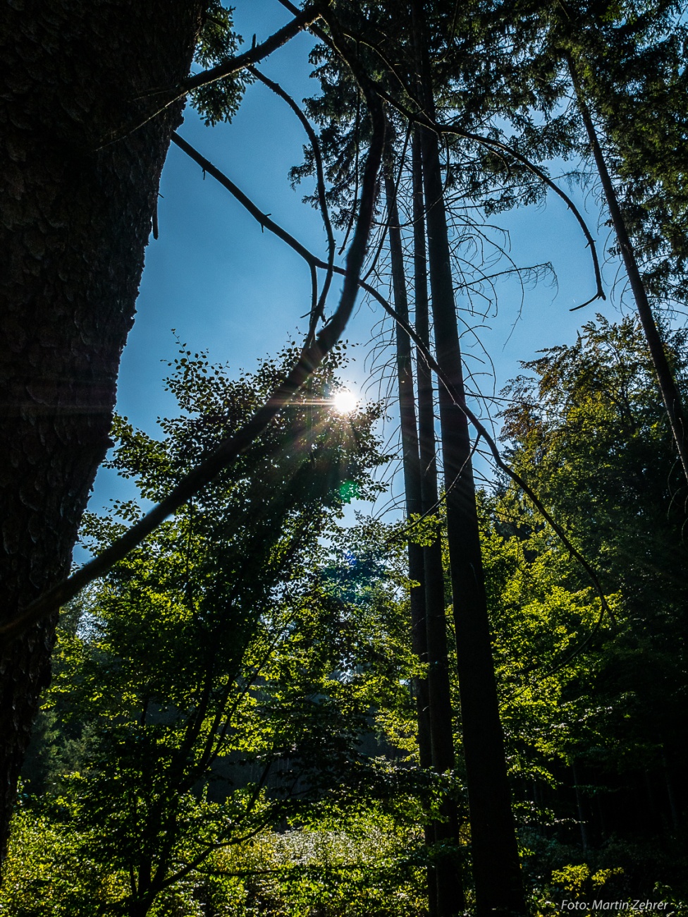 Foto: Martin Zehrer - Momentaufnahme im Herbst - Mit dem E-Bike quer durch den Wald 