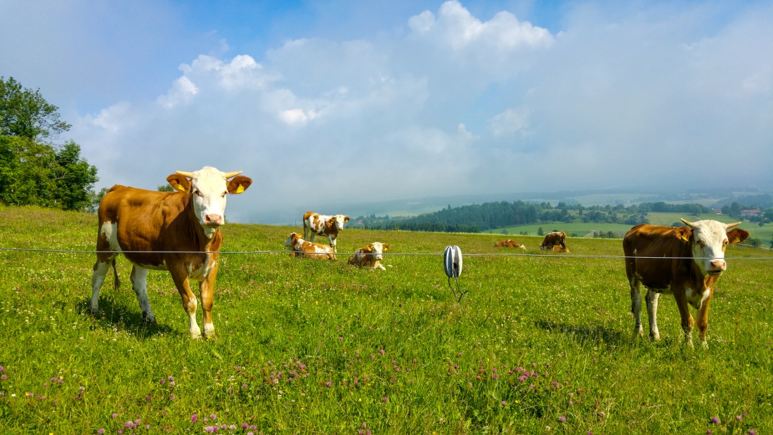Foto: Martin Zehrer - Weide auf dem Armesberg... Kühe in emtspannter Umgebung und mit bester Aussicht! 