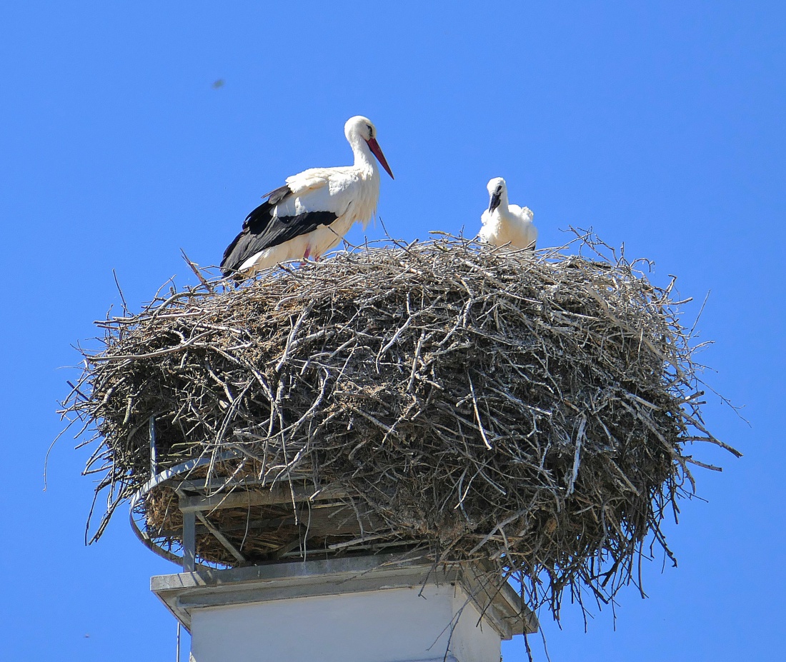Familie Storch aus Kemnath...

Bis jetzt waren zwei niedliche Küken zu erkennen.
Es scheint, dass der erwachsene Storch sich an diesen heissen Tagen im Nest aufrichtet, um den Küken Schatten zu spenden.
Bei Temperaturen um die 30 Grad und sehr sommerlichen Wetter scheinbar ein Muss, da sonst die Kleinen überhitzen könnten.
Dieser Storchen-Horst befindet sich auf dem alten Amtsgericht in Kemnath.

29. Mai 2026