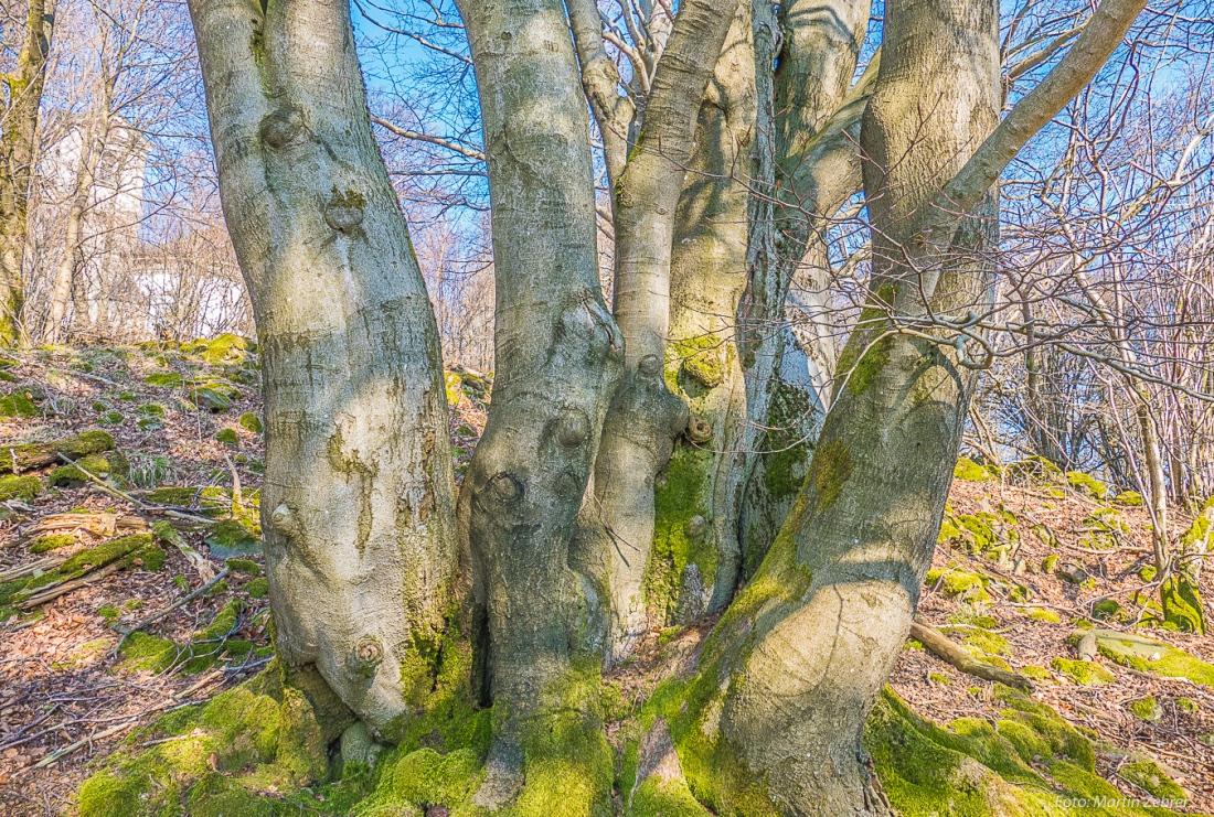 Foto: Martin Zehrer - Baum-Familie... ;-)<br />
<br />
Samstag, 23. März 2019 - Entdecke den Armesberg!<br />
<br />
Das Wetter war einmalig. Angenehme Wärme, strahlende Sonne, die Feldlerchen flattern schreiend  