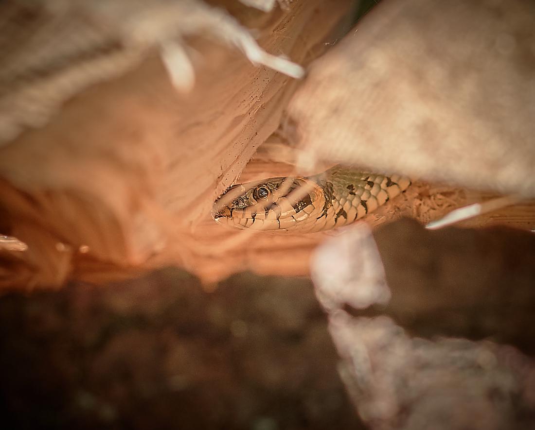 Foto: Martin Zehrer - Ringelnatter im Holzstoß - Die Kamera genau im Blick! ;-) 