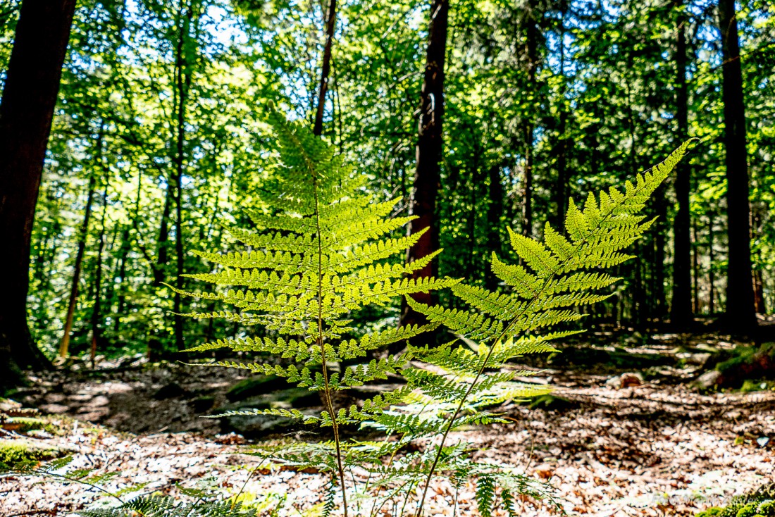 Foto: Martin Zehrer - Farn im Steinwald. Gesehen beim Wandern durch den Steinwald. Welch schöne Farben ;-) 