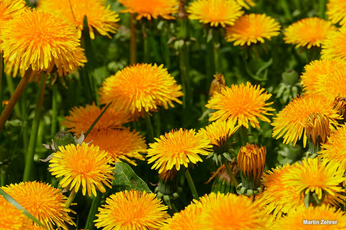 Foto: Martin Zehrer - Blume an Blume - Gelb an Gelb... Löwenzahn soweit das Auge reicht- Am Fuße des Armesbergs sticht einen der gelbe Blumenteppich ins Auge.  
