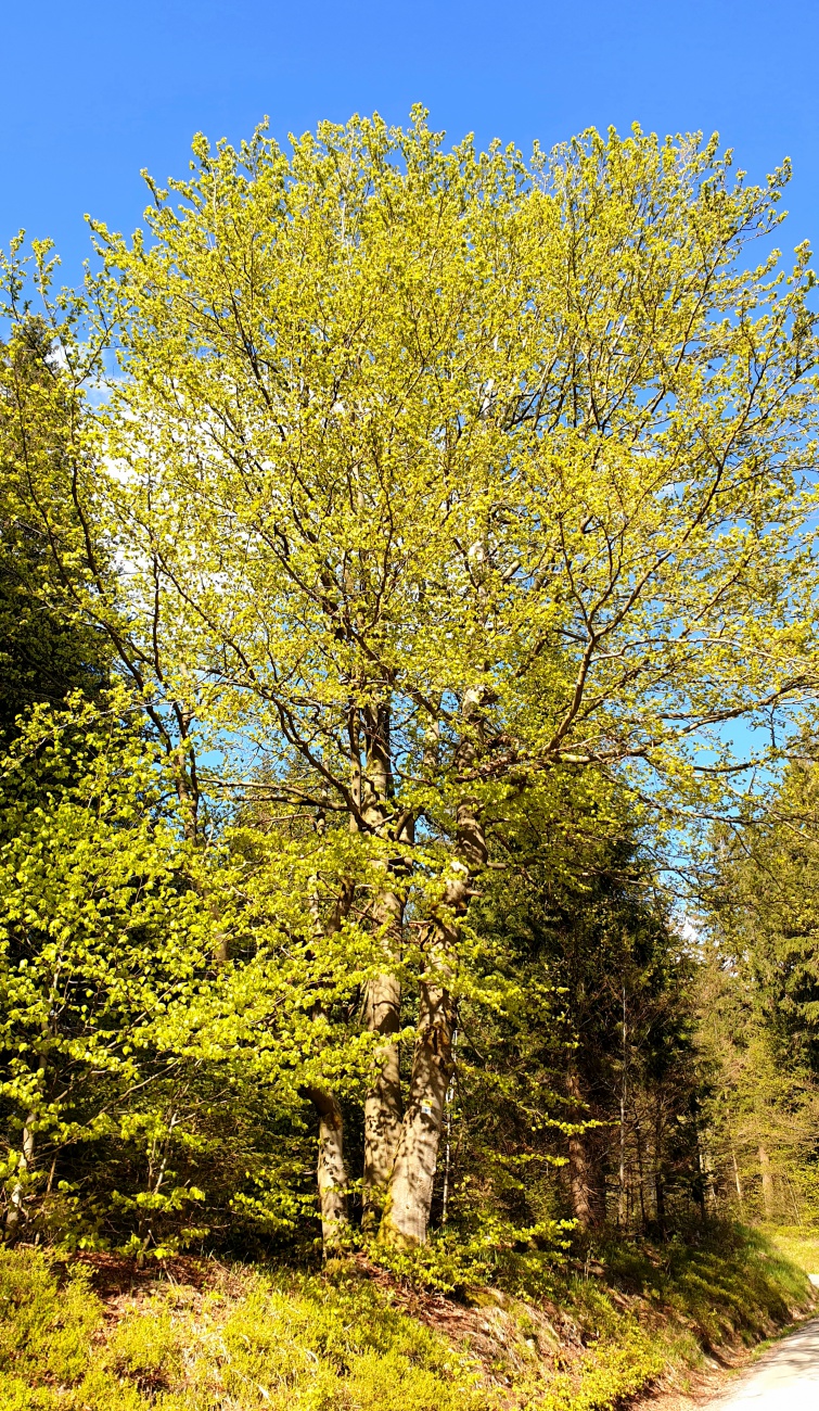 Foto: Martin Zehrer - Wandern im Fichtelgebirge - Fantastische Farben... 