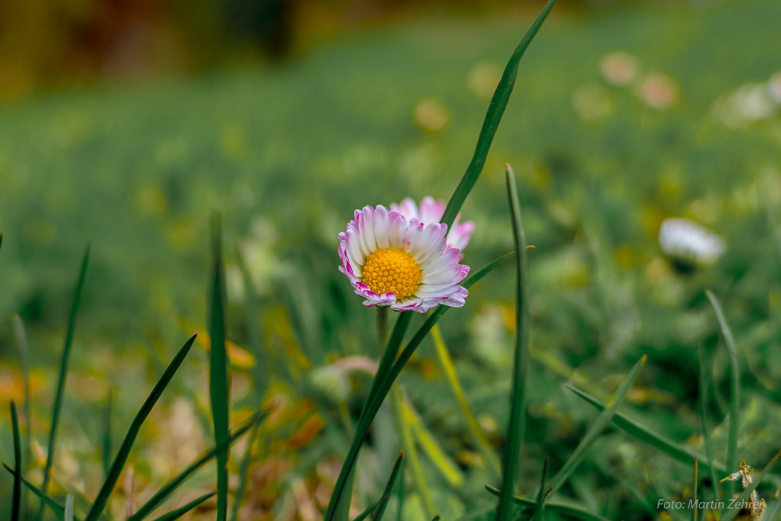 Foto: Martin Zehrer - April-Gänseblümchen, gesehen beim Wandern um den Armesberg 