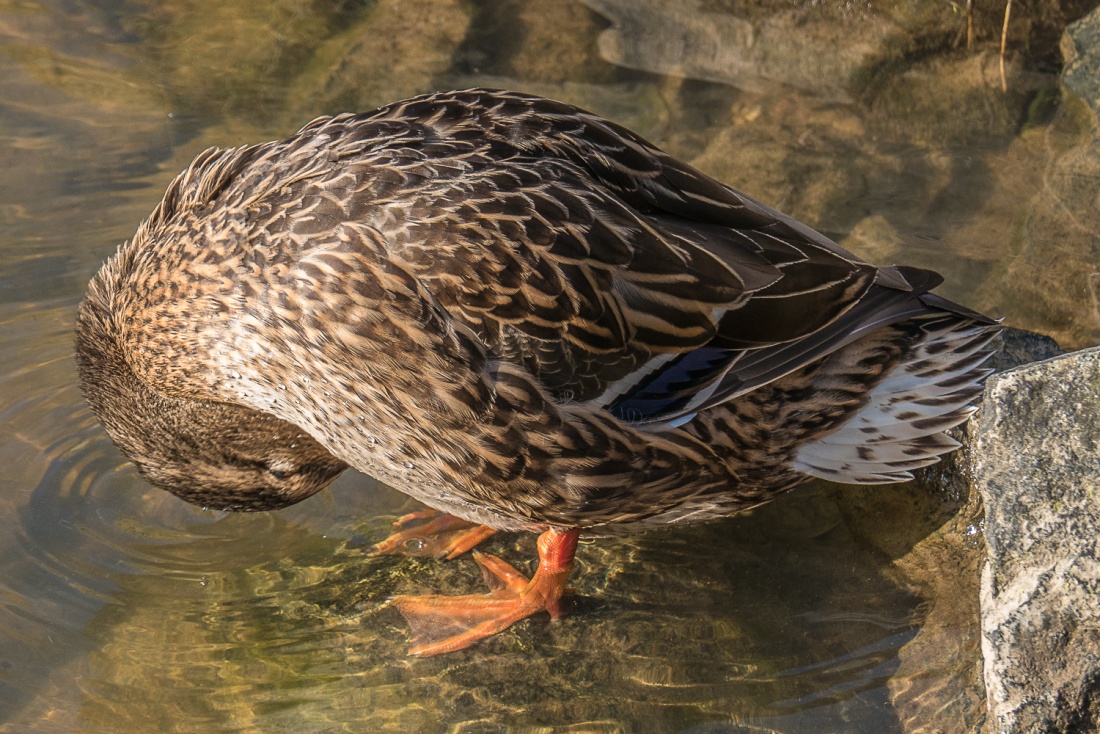 Foto: Martin Zehrer - Einfach mal in der Sonne putzen... 