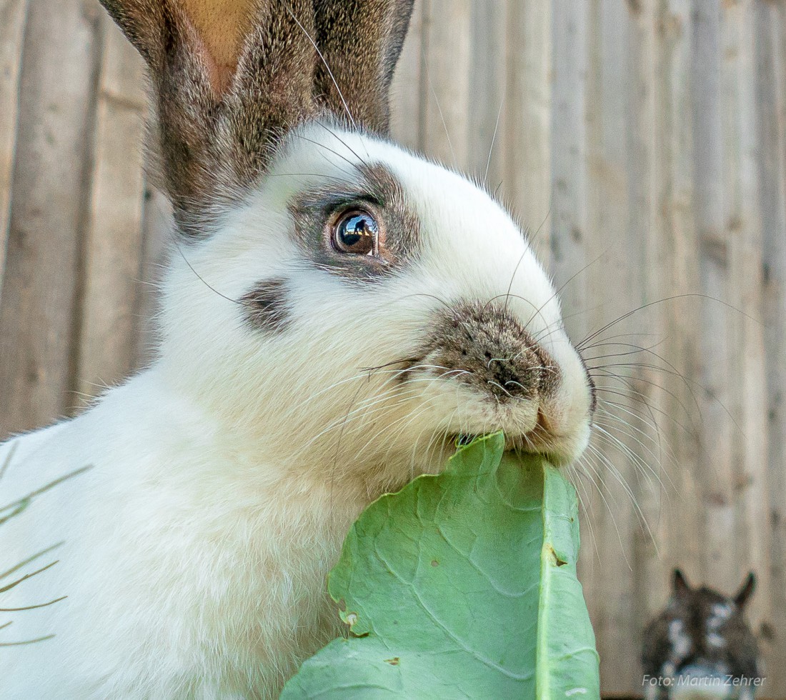 Foto: Martin Zehrer - hmmmm.... Hase hat hunger und knabbert leckeres Grünzeug. 