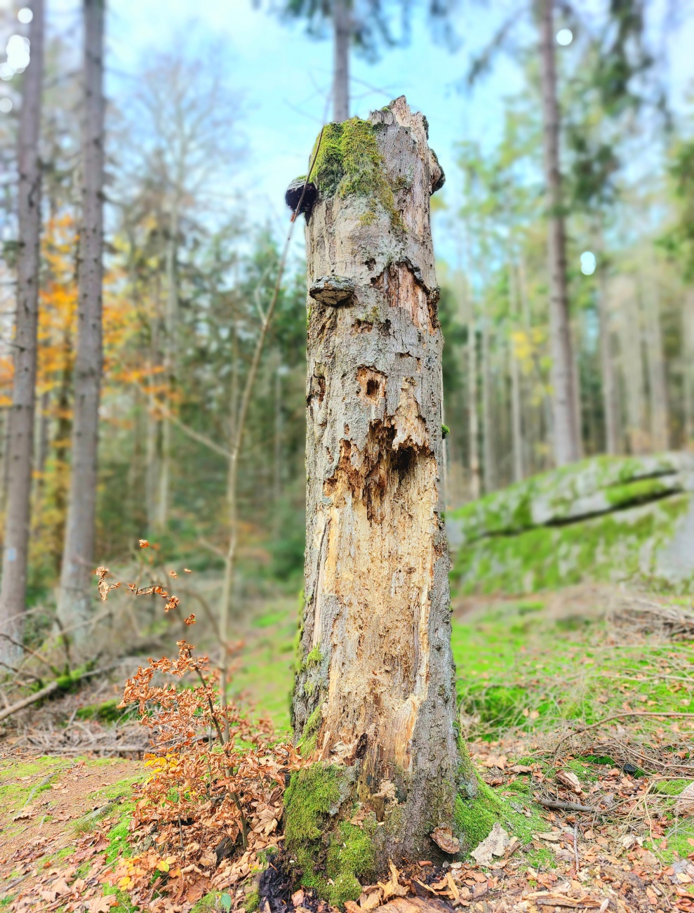 Foto: Martin Zehrer - Ein Baumstumpf im Steinwald als Insektenhotel... 