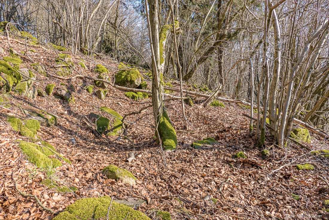 Foto: Martin Zehrer - Mitten im Armes-Wald...<br />
<br />
Rund um den Baum in der Bildmitte zieht sich ein Kreis herum. Irgendetwas war da mal gebaut...<br />
<br />
Samstag, 23. März 2019 - Entdecke den Armesbe 