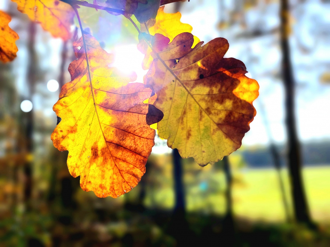 Foto: Martin Zehrer - Herbst-Gold...<br />
<br />
21 Grad Wärme, viel Sonne und blauer Himmel...<br />
<br />
Traumhaftes Wetter am letzten Oktober-Tag in 2022 