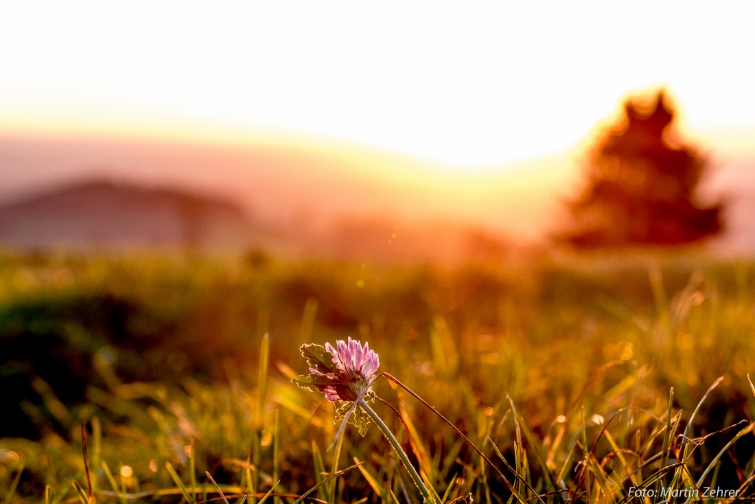 Foto: Martin Zehrer - Blume im Sonnenuntergang... noch ist es nicht zu kalt... 17. Oktober 2017 