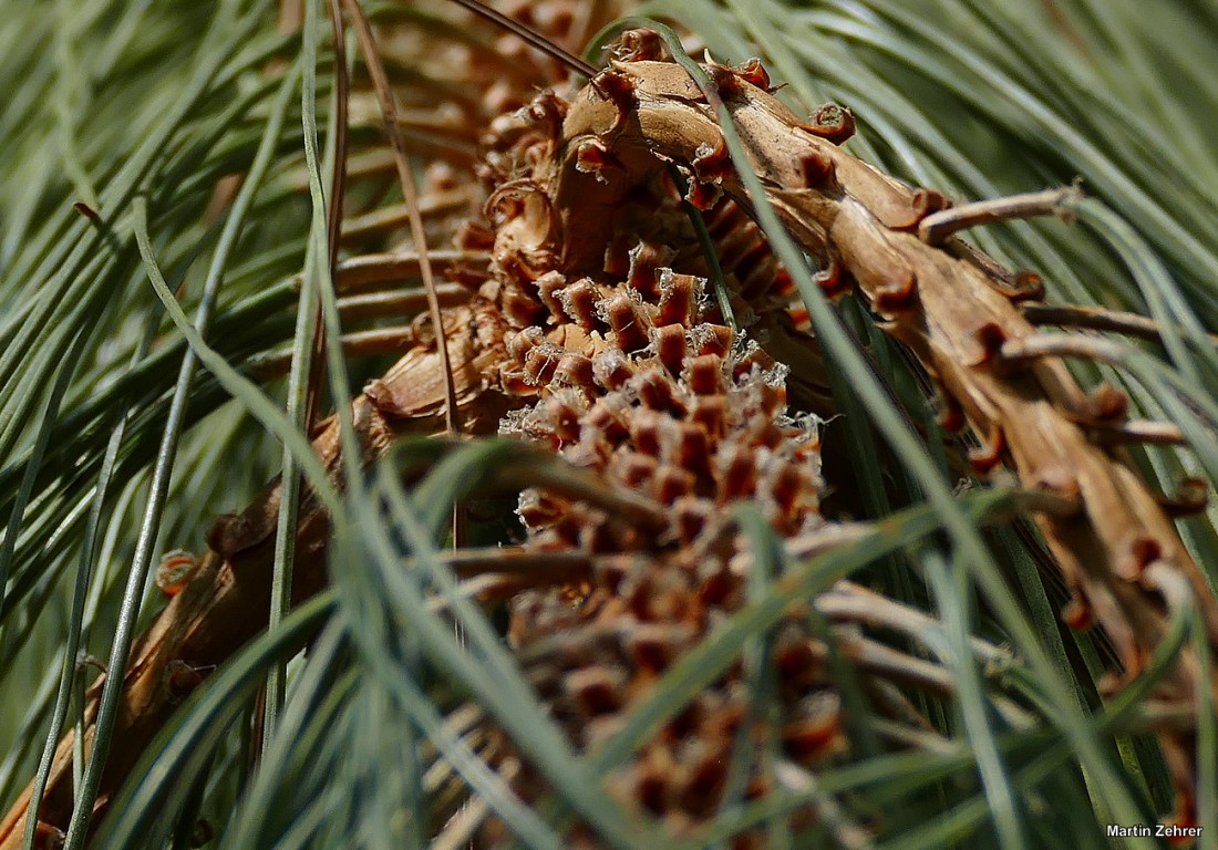 Foto: Martin Zehrer - Gewächshäuser im Ökologisch-Botanischen Garten in Bayreuth. Ausspannen in der Frühlingssonne. Die Blätter rauschen im Wind, Vögel zwitschern um die Wette, das Wasser plät 