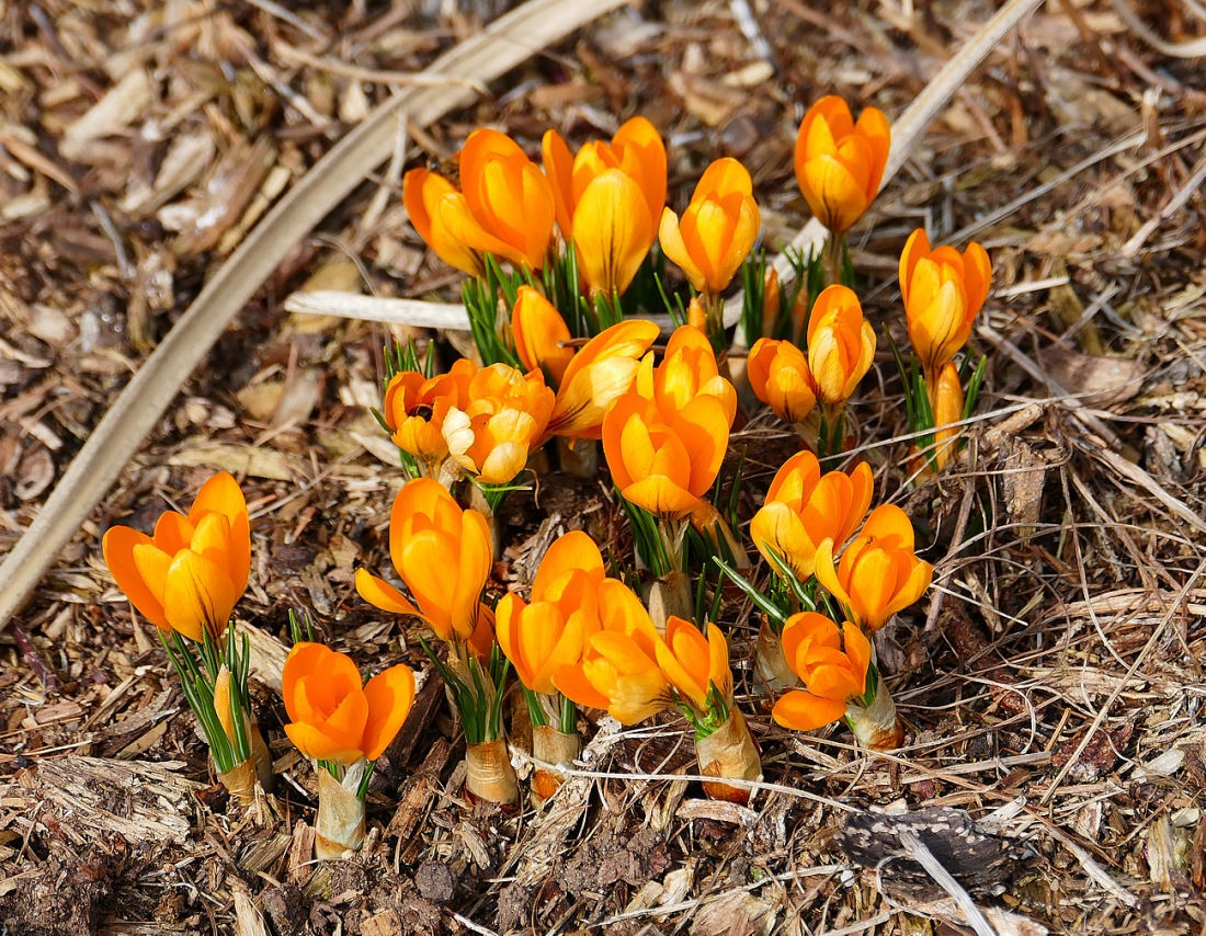 Foto: Martin Zehrer - Frühling in Neusorg, gesehen bei der Gärtnerei Förth... 