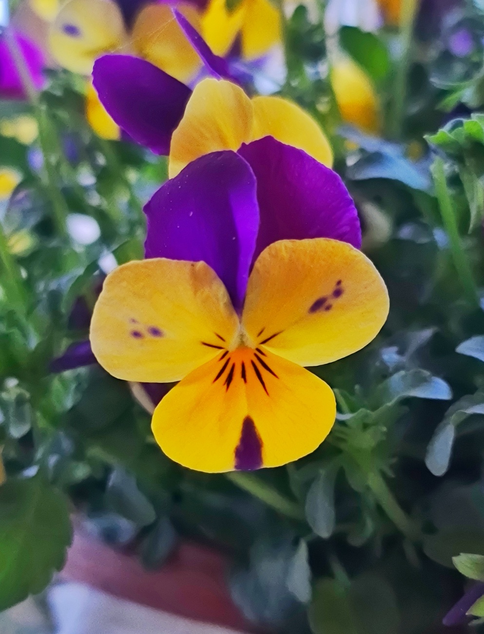 Foto: Jennifer Müller - Schönes Blümchen... :-) 