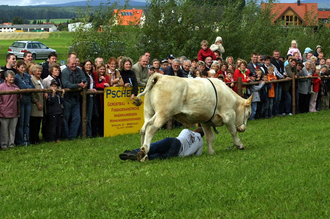 Foto: Thomas Zehrer - Kleiner Ausrutscher beim Ochsenrennen in Selbitz 2006<br />
<br />
Geschafft, einige Ochsen verwiesen ihr Führungs-Personal schon beim Schaulaufen in die Schranken... war das eine  