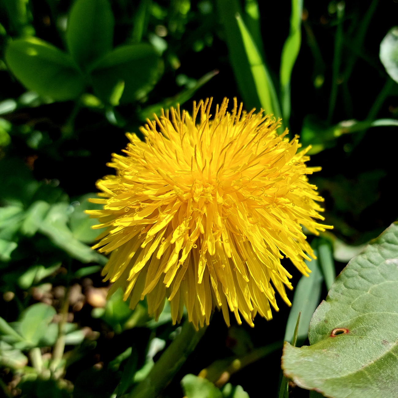 Foto: Martin Zehrer - Löwenzahn genießt die Sonne  