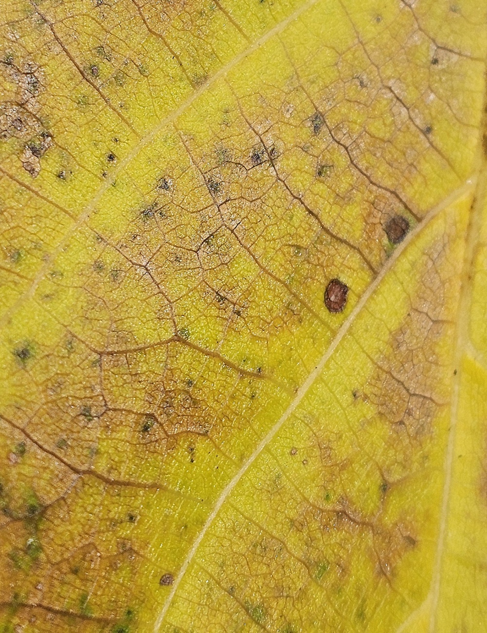 Das Foto zeigt ein wunderschön gelb gefärbtes Herbstblatt im Sonnenlicht. 
Besonders auffällig sind die feinen Blattadern und die bräunlichen Verfärbungen, die den fortschreitenden Alterungsprozess des Blattes erkennen lassen.

Die kräftige Gelbfärbung entsteht, weil im Herbst das grüne Chlorophyll abgebaut wird und dadurch die gelben Farbstoffe stärker hervortreten.