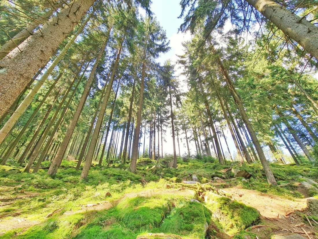 Foto: Jennifer Müller - Wanderung vom Marktredwitzer Haus durch den Steinwald zur Burgruine Weißenstein. 