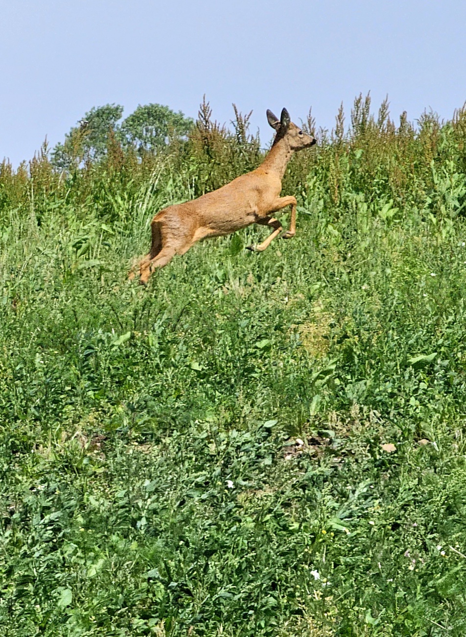 Ein Reh sprang am Schloßberg über die Wiese...
