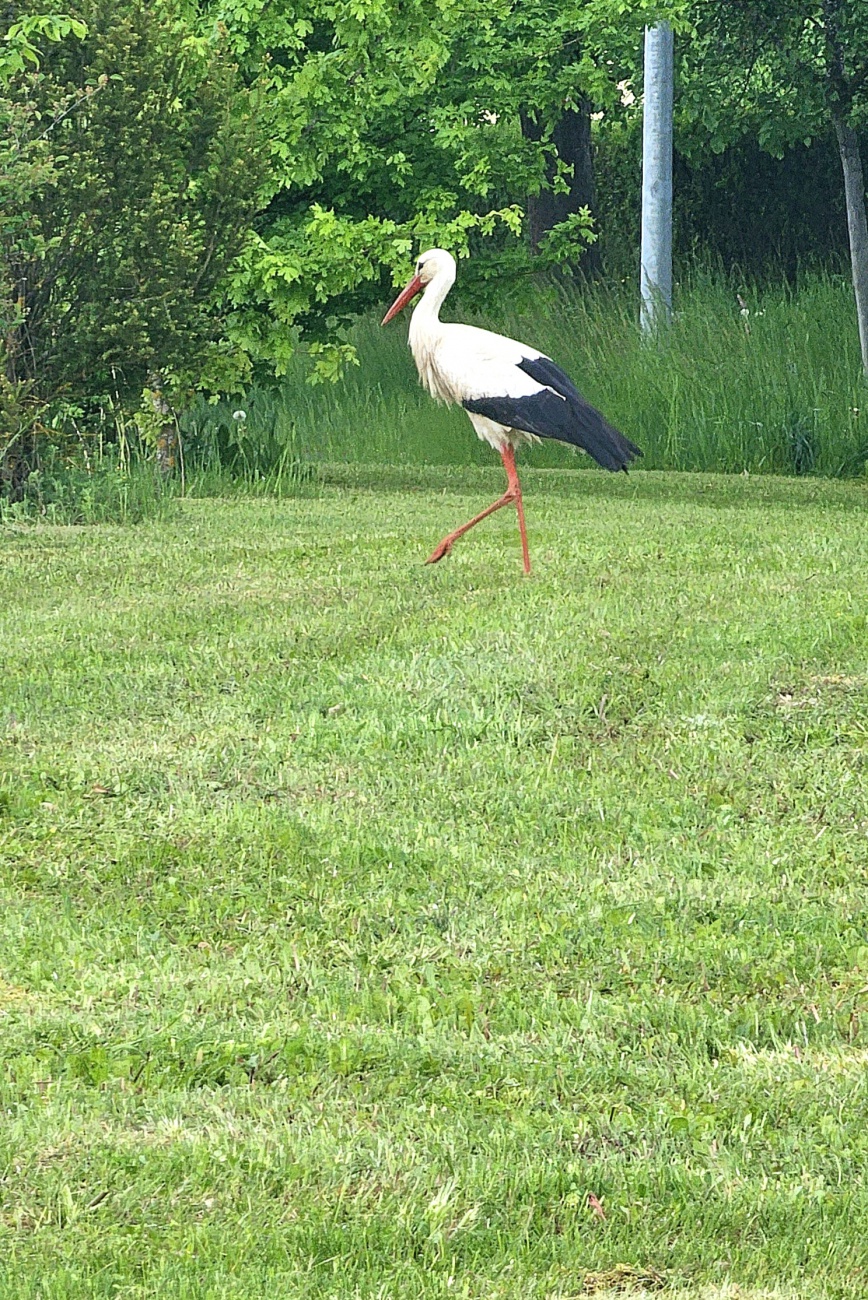 Der kemnather Storch stolziert  auf der Suche nach Futter durch eine frisch gemähte Wiese.