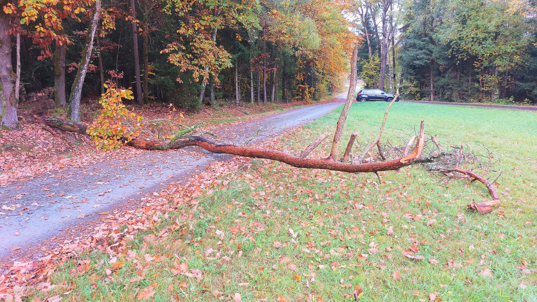 Foto: Martin Zehrer - Baum sperrt Waldweg... 
