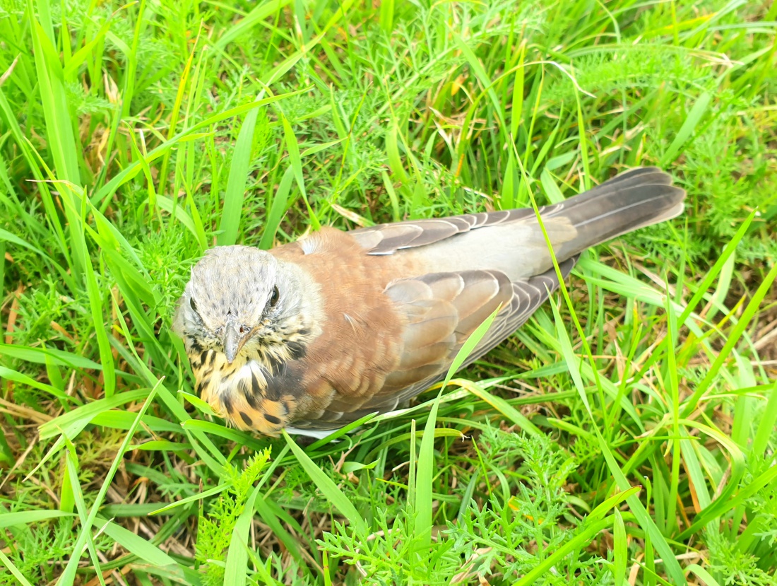 Foto: Martin Zehrer - Ein Vogel...<br />
<br />
Saß da völlig ruhig im Gras und guckte uns nur an?!<br />
 