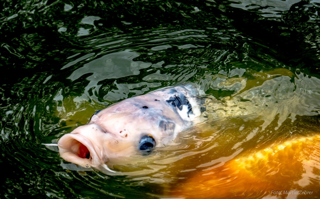 Foto: Martin Zehrer - Koi Karpfen beim Füttern. Diese Fische können bis zu 60 Jahre alt werden. Bei bis zu einem Meter Körperlänge kann das Gewicht bis zu 24 KG erreichen. <br />
Bei unter 10 Grad  