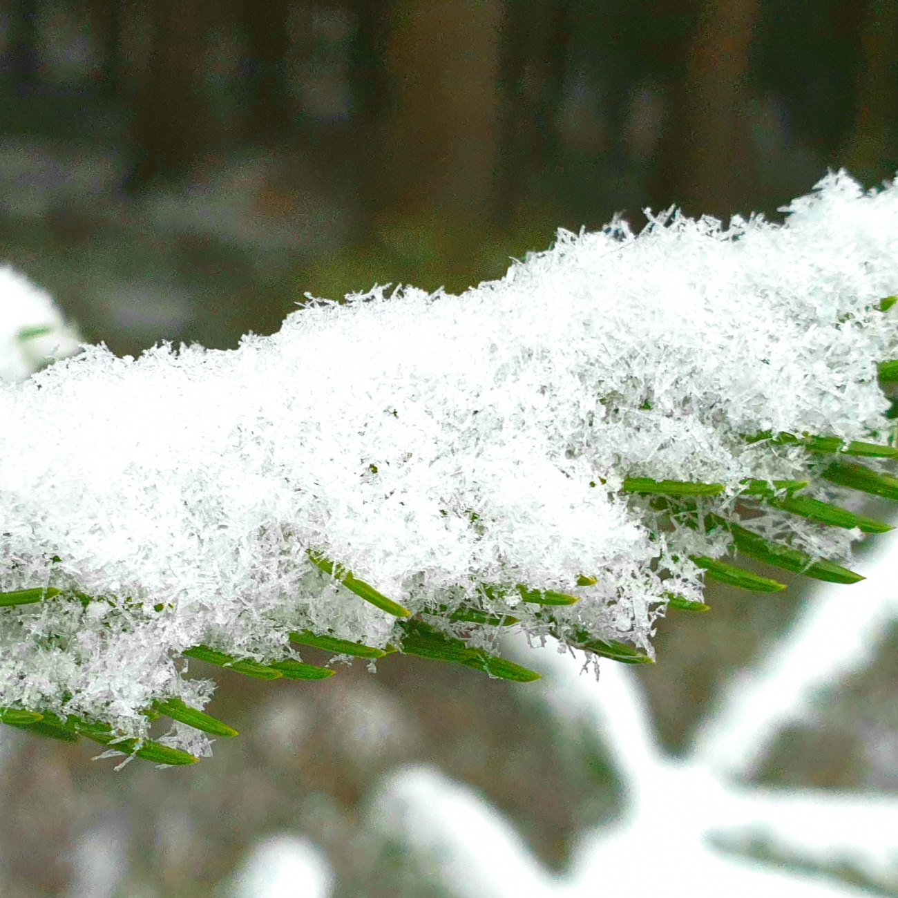 Foto: Martin Zehrer - Es hat geschneit am Fichtelsee...<br />
 
