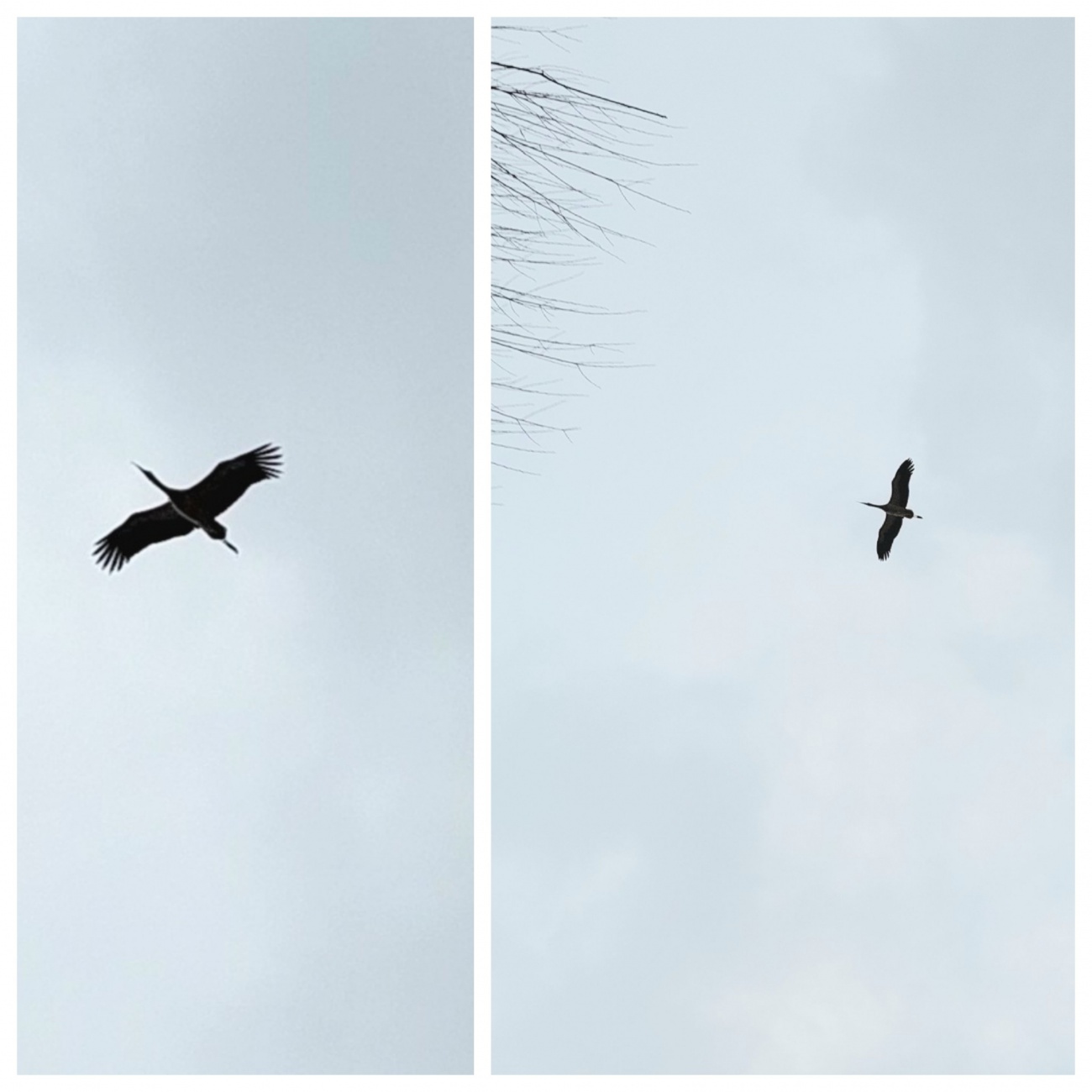 Foto: Martin Zehrer - Herr oder Frau Storch zieht gemütlich seine bzw. ihre Runden über Kemnath...<br />
<br />
Bereits am 25. Februar 2023 wurde er bei Kemnath entdeckt...<br />
<br />
Störche sind in Deutschlan 