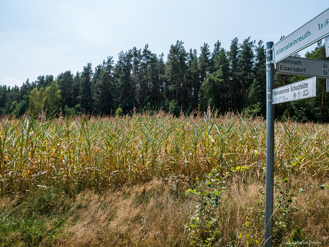 Foto: Martin Zehrer - 2. August 2018 - So sahen viele Maisfelder in der Oberpfalz aus. Die langanhaltenden Temperaturen von weit über 30 Grad und die lange Trockenperiode machte Tieren und Men 