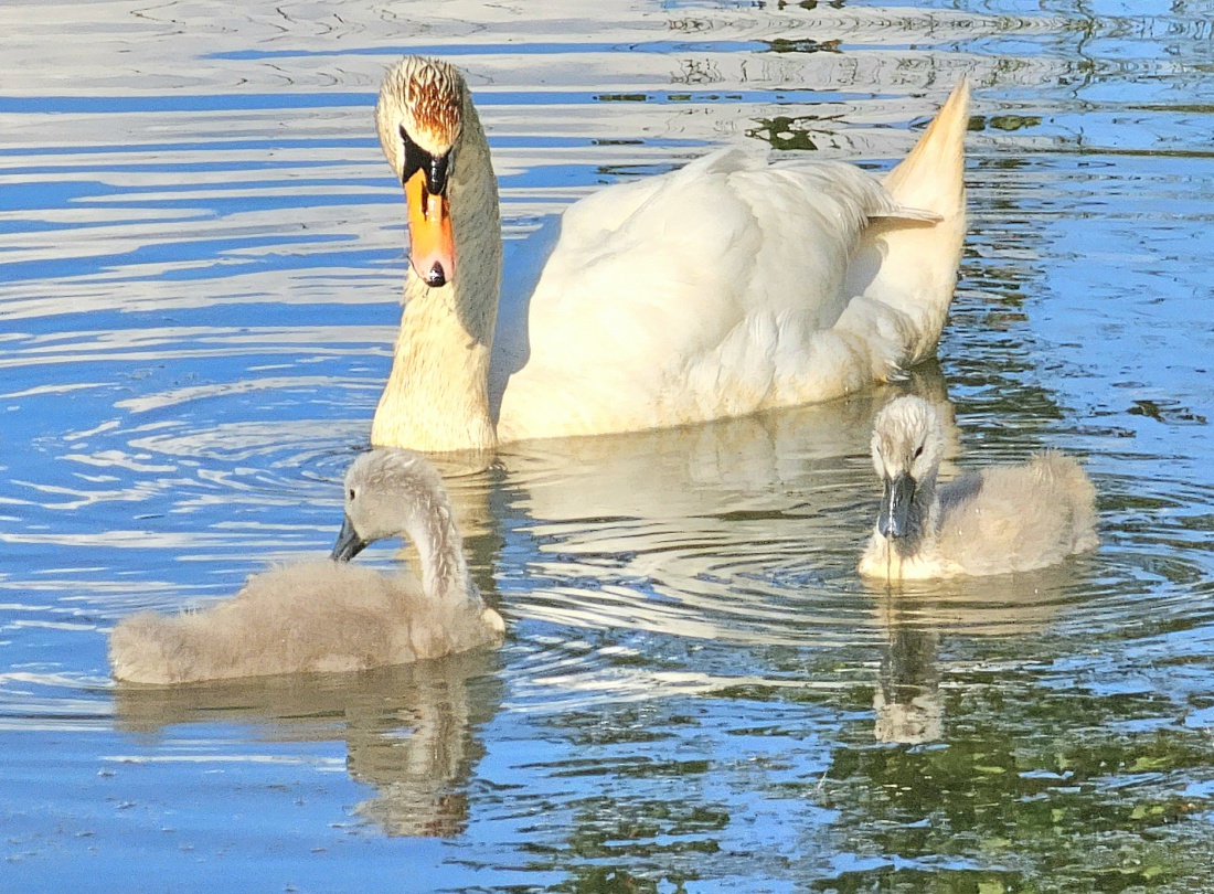 Rasend schnell werden die Küken der Familie Schwan größer.
Der Weiher, auf dem die Schwäne schwimmen, befindet sich zwischen Kemnath und Eisersdorf.