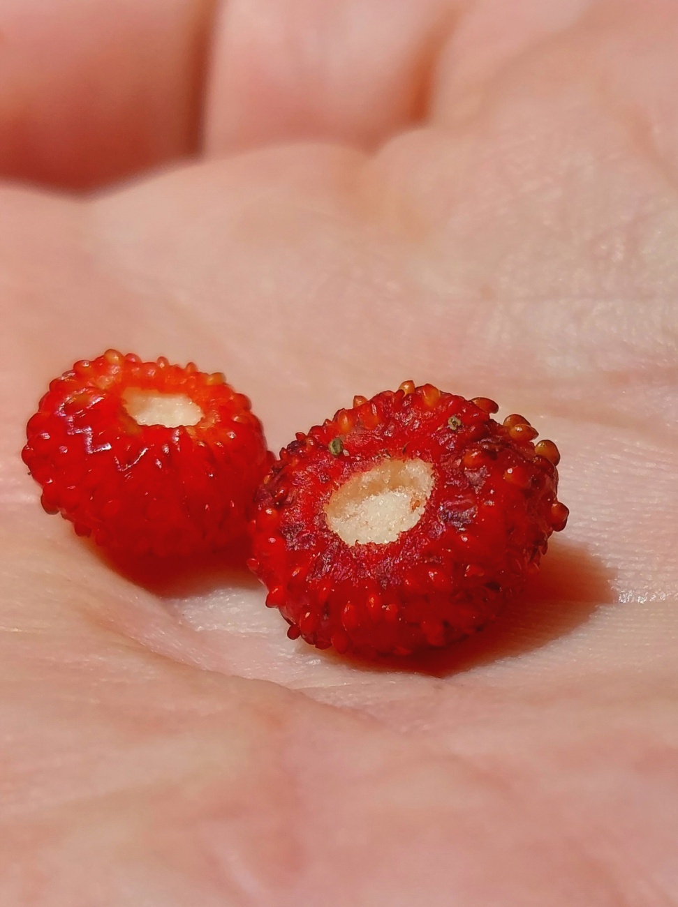 Foto: Martin Zehrer - Wald-Erdbeeren, gefunden im neusorger Wald. 