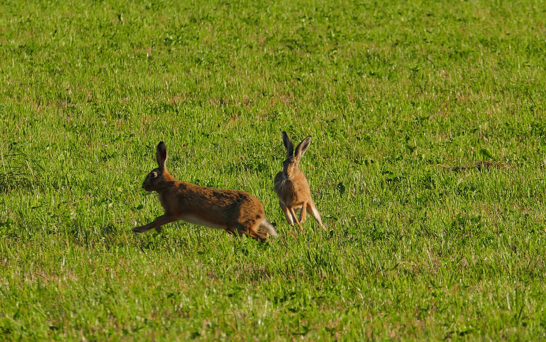 Foto: Martin Zehrer - Auf der Wiese gehts rund. Hasen-Fangen zwischen Schönreuth und Kuchenreuth 