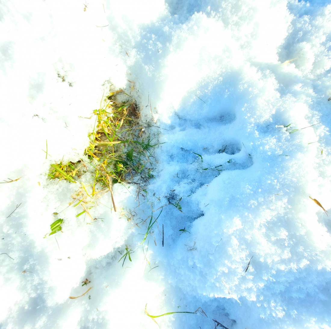 Foto: Martin Zehrer - Hier hat ein Tier, vermutlich ein Hase, nach Futter gesucht.<br />
<br />
Endlich wieder ein herrlich sonniger Winter-Tag. <br />
Bei -5 Grad Kälte strahlte die Sonne wirklich voller En 