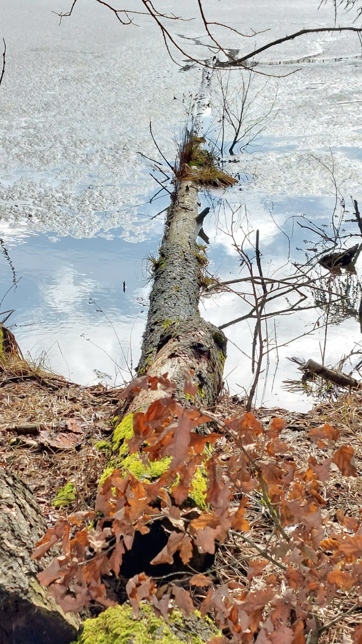 Ein umgefallener Baumstamm liegt im Weiher...

Am 24. Februar 2026 war das Wetter bei Kemnath sehr frühlingshaft.
Die Temperatur lag so ca. bei +14 Grad, die Vögel pfiffen um die Wette und es lag der Duft von frisch aufgetauter Erde in der Luft.
Die Wolken wetteiferten mit der Sonne um die Vorherrschaft. 