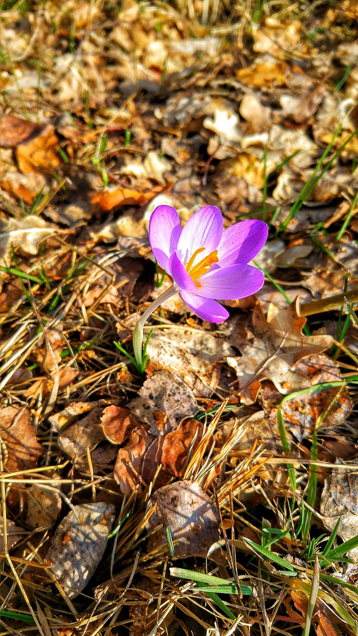 Foto: Martin Zehrer - Frühlingshafte Erscheinung bei Eisersdorf. 