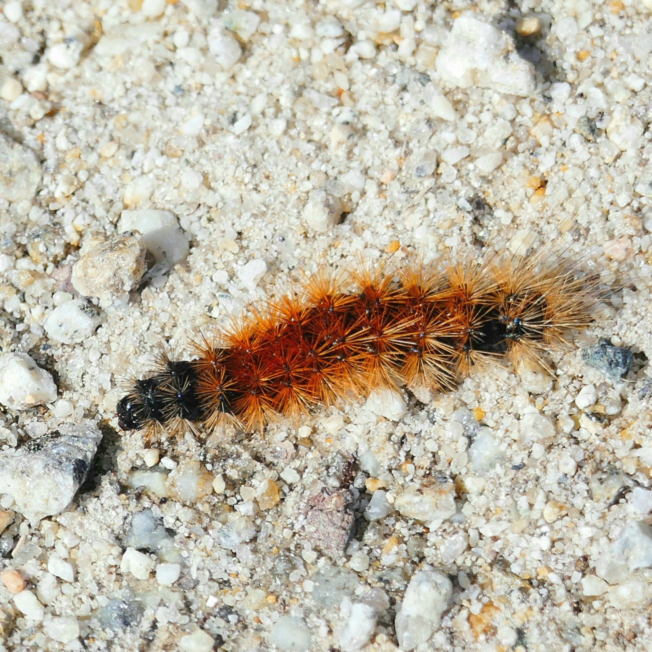 Foto: Martin Zehrer - Ziemlich buschig stachelig diese kleine Raupe.<br />
Gesehen auf einem Waldweg bei Mehlmeisel. 