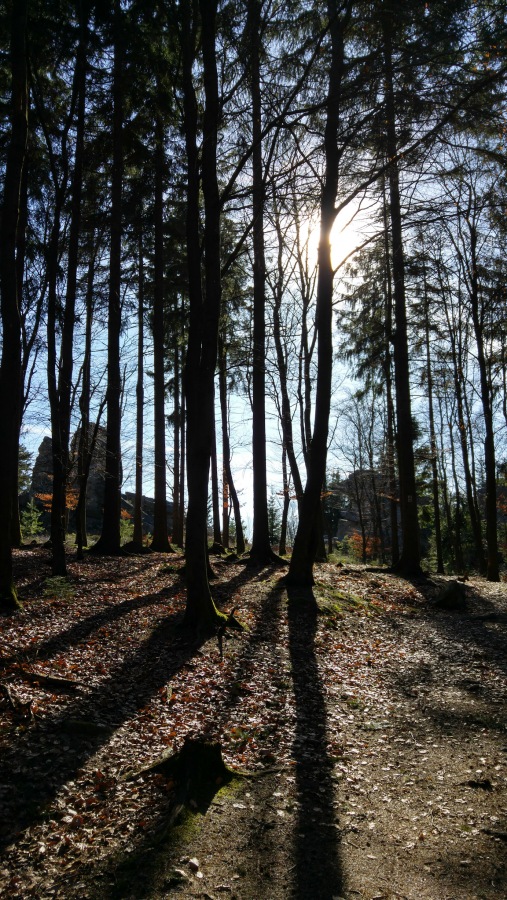 Foto: Martin Zehrer - Schatten im Steinwald - herrliche Eindrücke beim Wandern durch den Wald zum Waldhaus... 