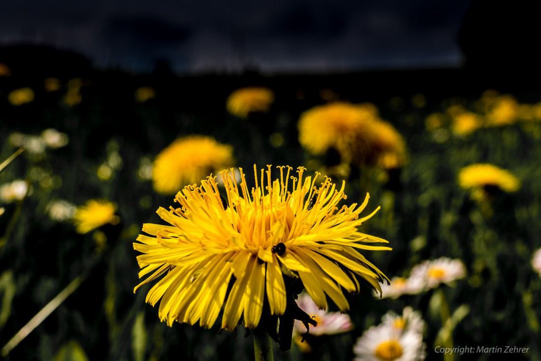 Foto: Martin Zehrer - Eine Löwenzahn-Blume am Fuße des Armesbergs zwischen Godas und Trevesen. 