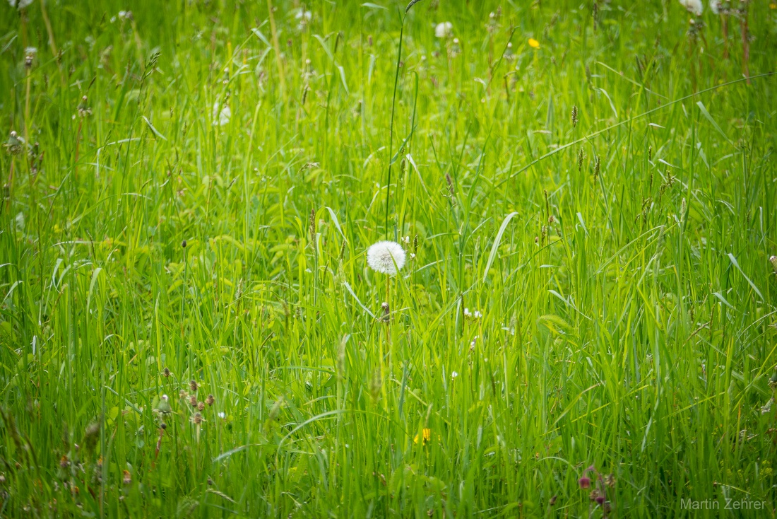 Foto: Martin Zehrer - Pusteblume im Zentrum... 