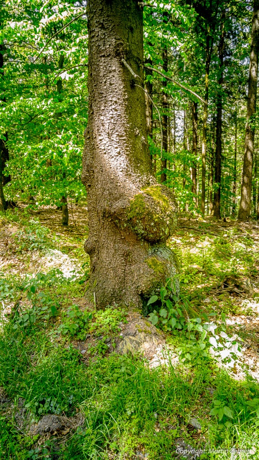 Foto: Martin Zehrer - Kurze Tretpause - Was ist das für ein Baum?!<br />
<br />
Abkürzung: Ein Feldweg kurz vor Hermannsreuth...<br />
<br />
Gigantische Radtour an einem gigantischen Sonntag... über Berg und Tal 