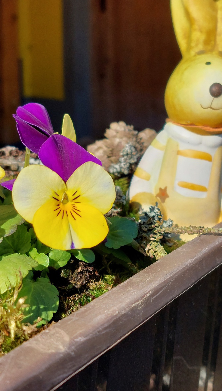 Frühling: bunte Blumen und im Hintergrund spitzt der Osterhase ins Bild. 
