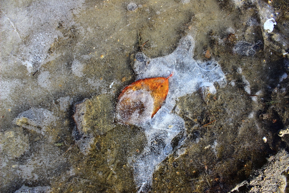 Foto: Joshua Richter - Ein ins Eis eigeschlossene Blatt, mitte Dezember 2018 