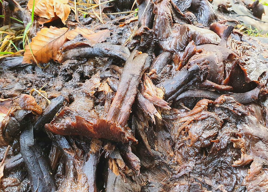 Foto: Martin Zehrer - Tinten-Pilze, die auf dem Boden zerfließen...<br />
<br />
Gesehen im Steinwald am 20.10.2020 